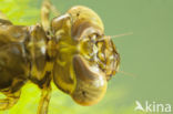 Paardenbijter (Aeshna mixta)