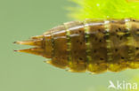 Migrant Hawker (Aeshna mixta)