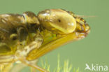 Migrant Hawker (Aeshna mixta)