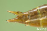 Migrant Hawker (Aeshna mixta)