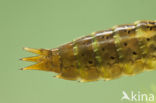 Migrant Hawker (Aeshna mixta)
