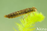 Migrant Hawker (Aeshna mixta)