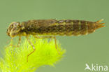 Migrant Hawker (Aeshna mixta)