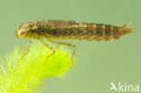Migrant Hawker (Aeshna mixta)