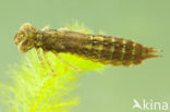 Paardenbijter (Aeshna mixta)