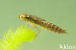 Migrant Hawker (Aeshna mixta)