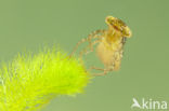 Migrant Hawker (Aeshna mixta)