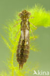 Paardenbijter (Aeshna mixta)