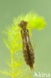 Paardenbijter (Aeshna mixta)