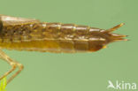 Migrant Hawker (Aeshna mixta)