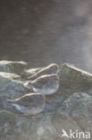 Purple Sandpiper (Calidris maritima)