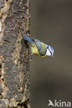 Blue Tit (Parus caeruleus)