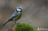 Blue Tit (Parus caeruleus)