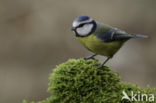 Blue Tit (Parus caeruleus)