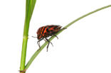 black and red striped bug (Graphosoma lineatum