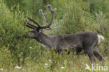 Rendier (Rangifer tarandus)