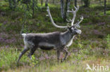 Rendier (Rangifer tarandus)