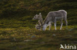 Rendier (Rangifer tarandus)