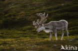 Rendier (Rangifer tarandus)