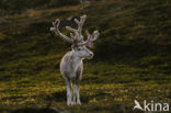 Rendier (Rangifer tarandus)