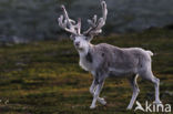 Rendier (Rangifer tarandus)