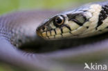 Grass Snake (Natrix natrix)