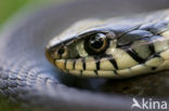 Grass Snake (Natrix natrix)