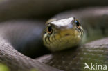 Grass Snake (Natrix natrix)