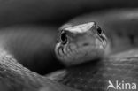 Grass Snake (Natrix natrix)