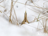 Bittern (Botaurus stellaris)