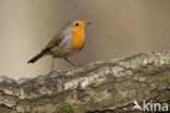 European Robin (Erithacus rubecula)