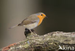 European Robin (Erithacus rubecula)