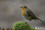 European Robin (Erithacus rubecula)