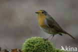 European Robin (Erithacus rubecula)