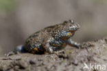 Fire bellied toad (Bombina bombina)