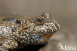 Fire bellied toad (Bombina bombina)