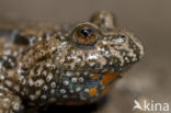 Fire bellied toad (Bombina bombina)