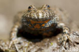 Fire bellied toad (Bombina bombina)