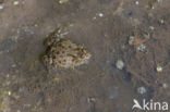 Fire bellied toad (Bombina bombina)