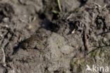 Fire bellied toad (Bombina bombina)