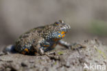 Fire bellied toad (Bombina bombina)