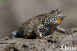 Fire bellied toad (Bombina bombina)