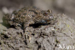 Fire bellied toad (Bombina bombina)