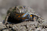 Fire bellied toad (Bombina bombina)