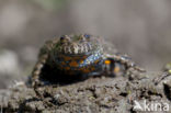 Fire bellied toad (Bombina bombina)