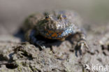 Fire bellied toad (Bombina bombina)