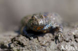 Fire bellied toad (Bombina bombina)