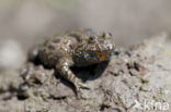 Fire bellied toad (Bombina bombina)