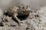 Fire bellied toad (Bombina bombina)