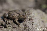 Fire bellied toad (Bombina bombina)